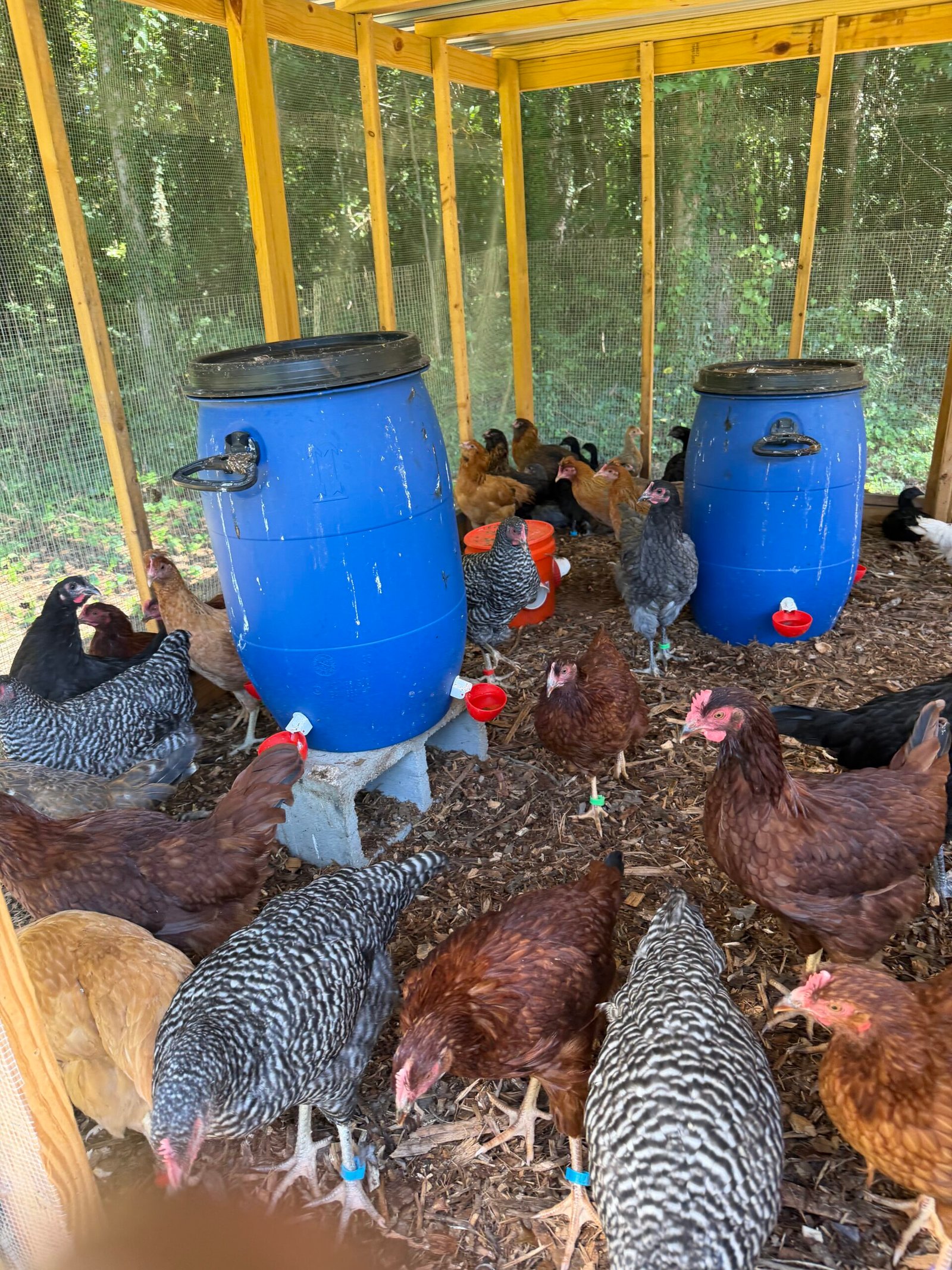 Black Feather Farms young poultry flock in grow-out coop in South Fulton, Georgia